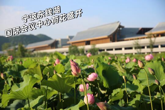 来宁波邂逅东钱湖的荷塘盛宴，美到失语
