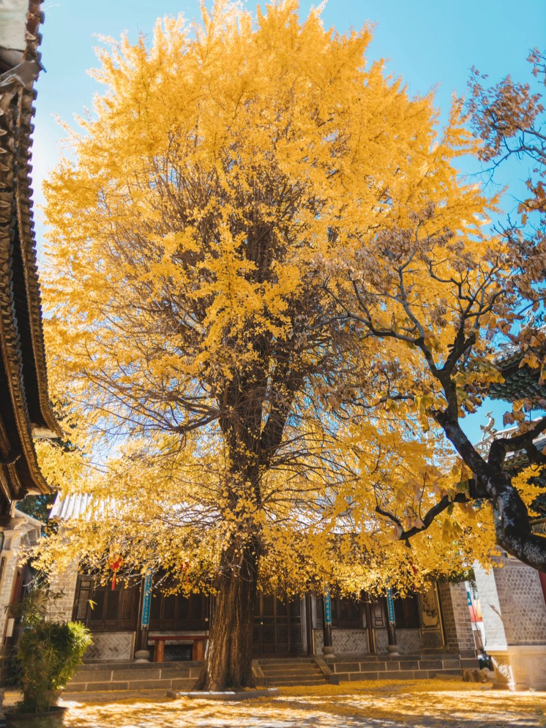 大理3个绝美赏银杏叶的地方‼️