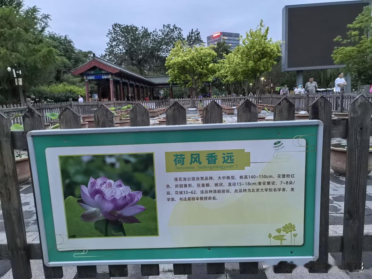 【临江仙.艳影欲来】

初夏荷风香远，曹衣出水粉团。
芦沟晓月绿云观。
重瓣一丈