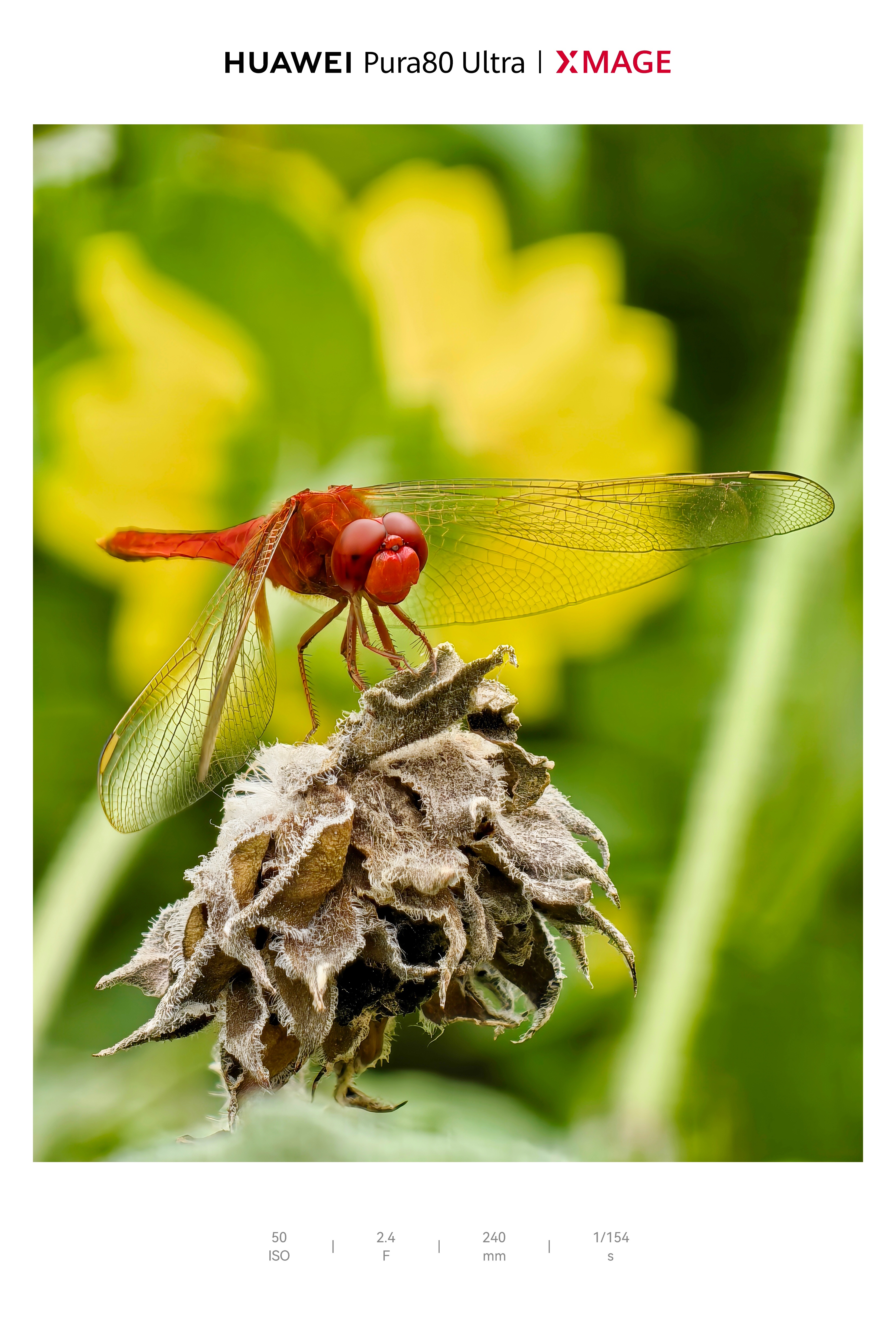 华为Pura80 Ultra这个长焦微距效果~堪称一绝，蜻蜓的薄翼上纹路都看的一