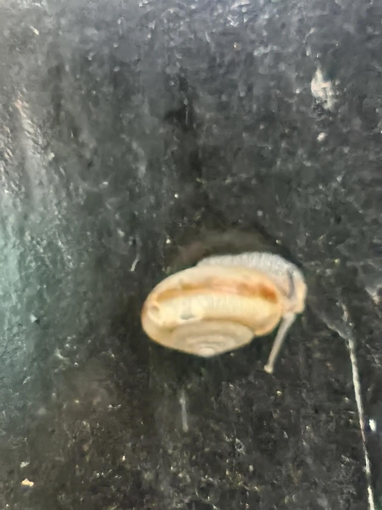 蜗牛🐌能爬多高（远）？
蜗牛的爬行速度虽然缓慢，但它们的耐力相当惊人。根据研究