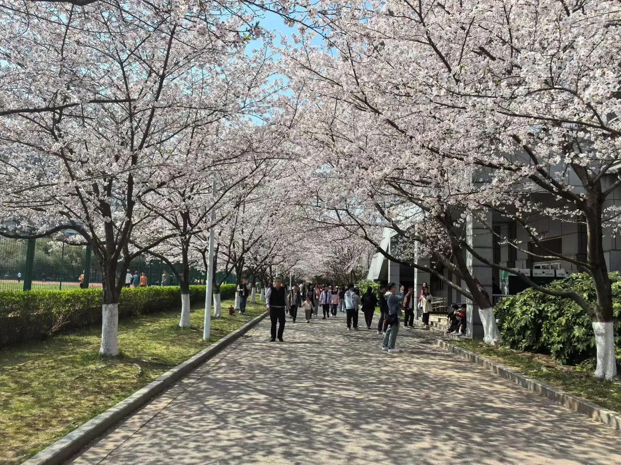 又是一年繁花烂漫时！南林大的樱花！
当我们伫立在樱花树下，人人心情愉悦。蓝天之下