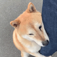 更新整理一下排播🍉～～～⭕ 【11月】🐧：《枭起青壤》（11.22）🥝：《