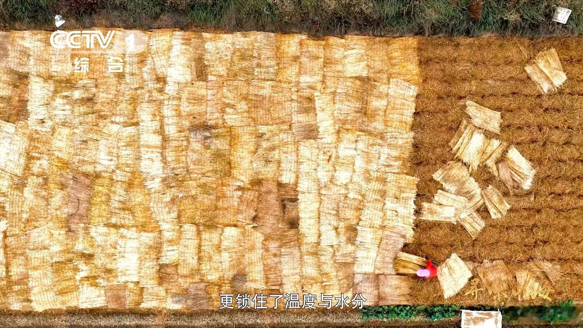 兰州种韭黄要盖被子兰州韭黄为什么自来卷 没有烫发，没有拉直，兰州韭黄的卷是天生的