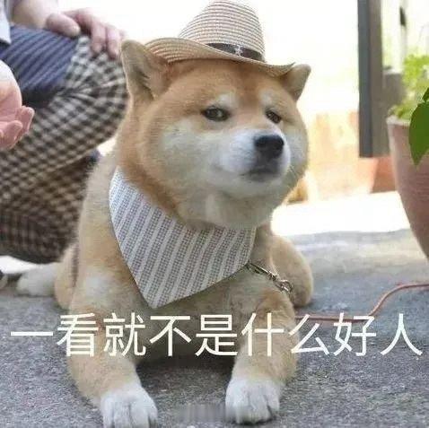 聊天必备表情包第685弹汪汪旺旺 ​​​（拿图吱声） ​​​