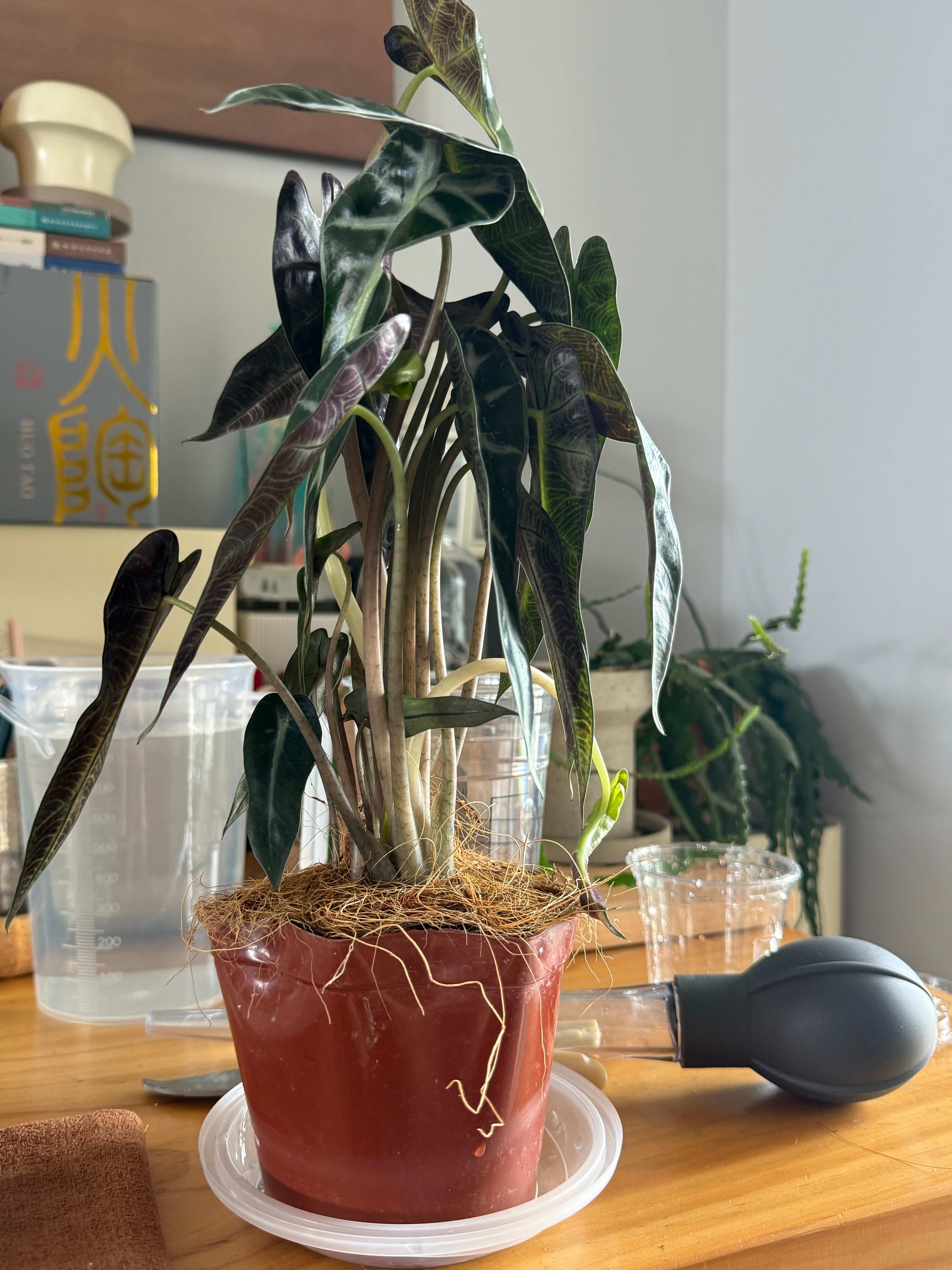 新伙伴到了，感觉需要修剪修剪，多少长得有点随意哈哈 