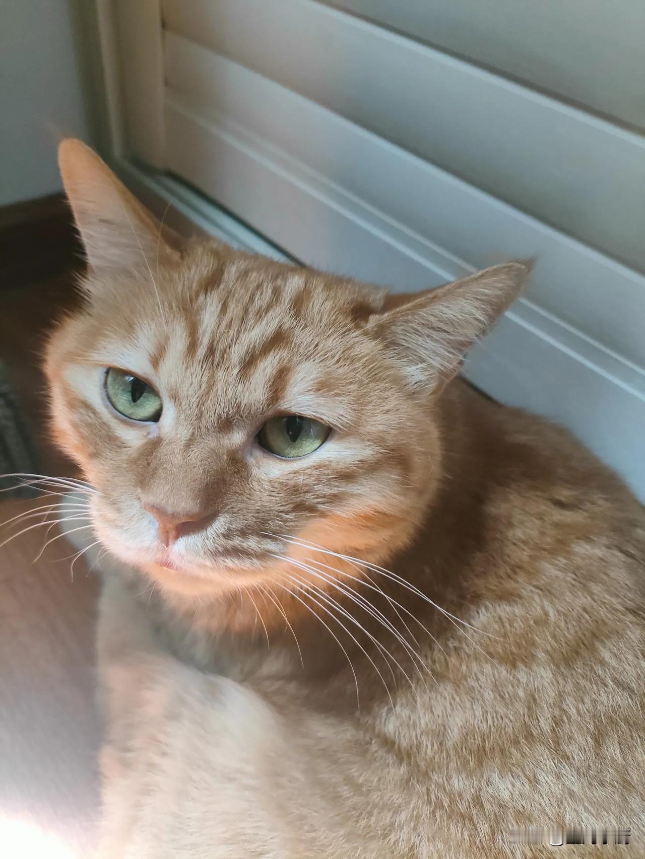 说个闹心事。
我妈家那个爱吃黄瓜水果的猫🐱没了，莫名其妙地失踪了。更可怜的是还