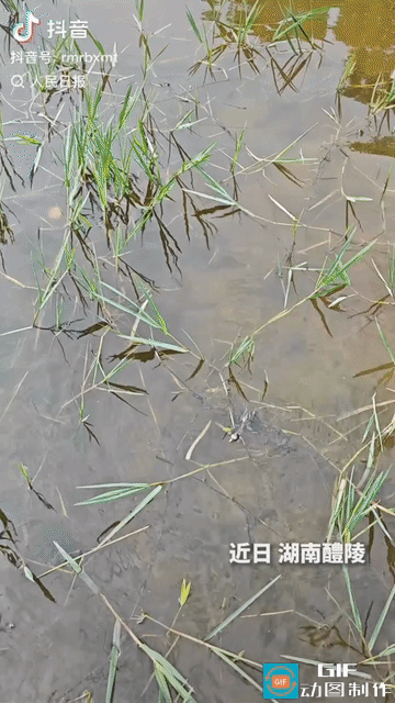 “上人民日报了！”湖南，男子出门闲逛，发现一只受伤的小䴙鷉被困在水里，可怜又无助