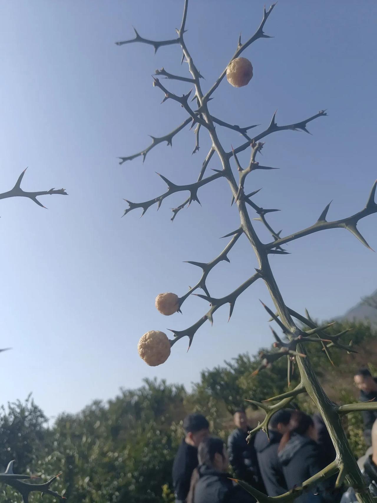 枝头挂金实，人间有此奇。