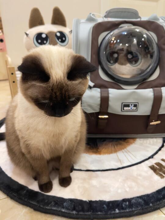 小猫不开心了 委屈巴巴🥺