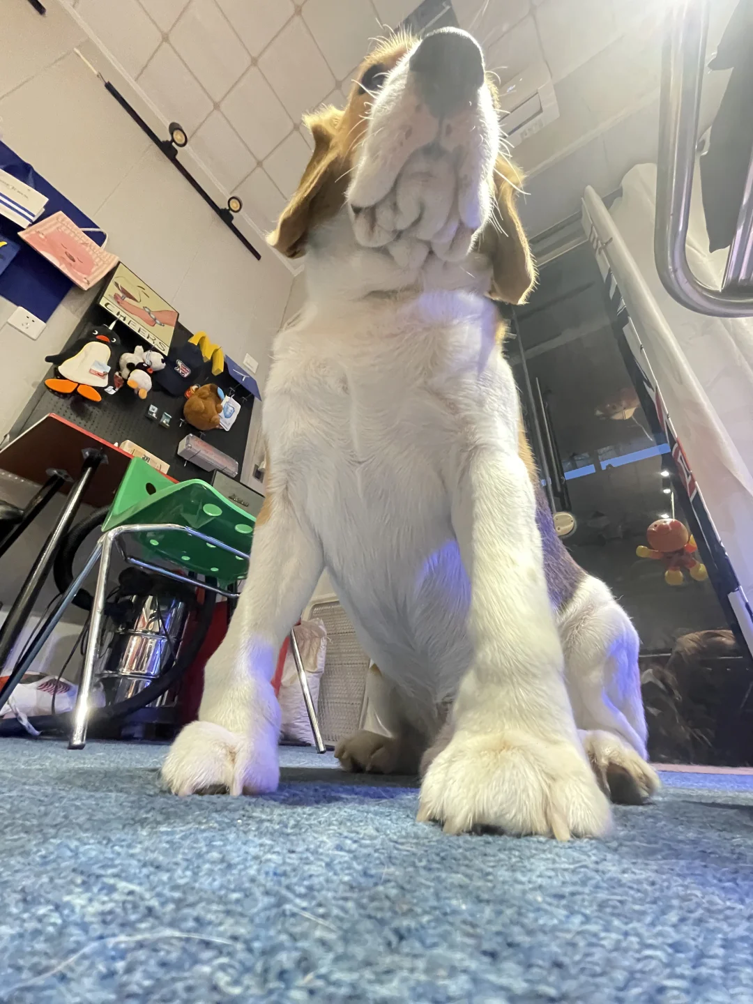 big犬