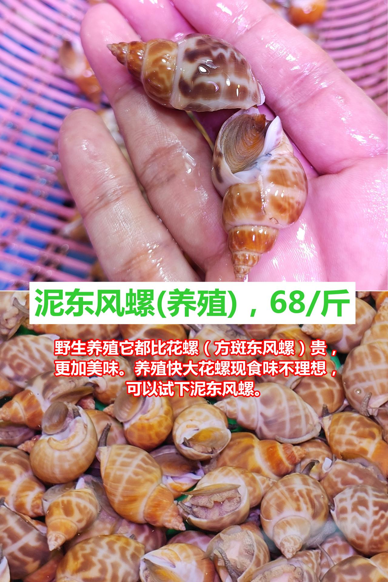 养殖花螺越来越不好吃，试下泥东风螺啦！

泥东风螺（养殖）68元/斤。无论野生养
