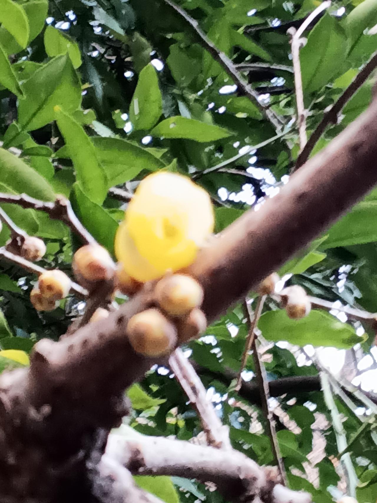 一人一句新年祝福梅开马跃吉祥年，