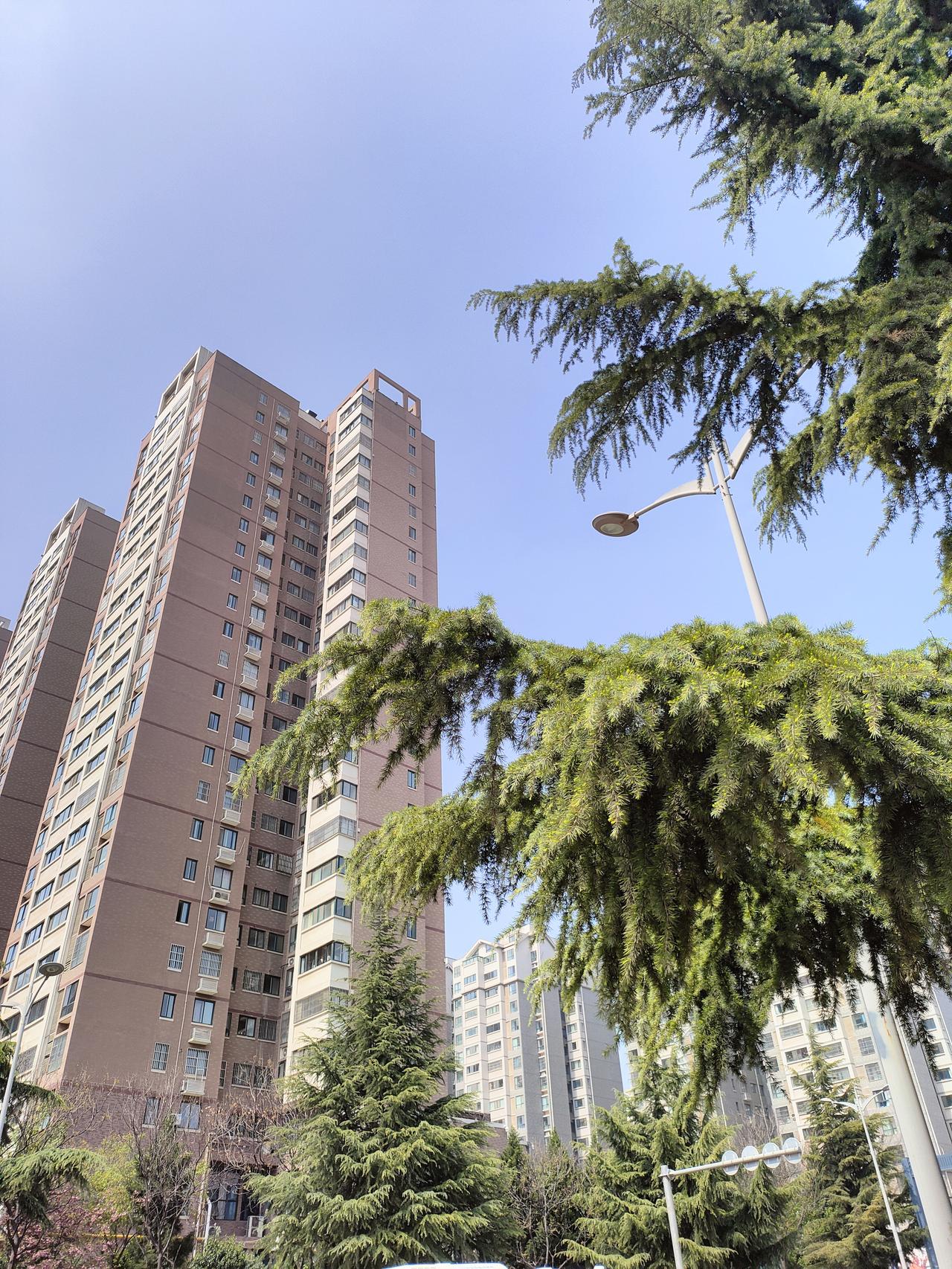 治愈风光图分享蓝天为幕，楼宇作序，这抹常青的松枝，是春日里最鲜活的注脚。