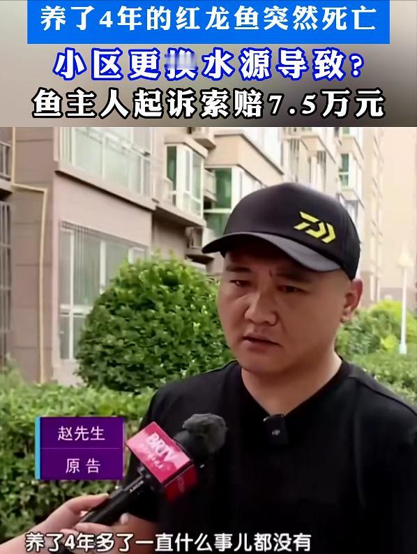 北京通州，一男子花8000买的红龙鱼死了，认为和村委会更换水源有关，称自来水中的
