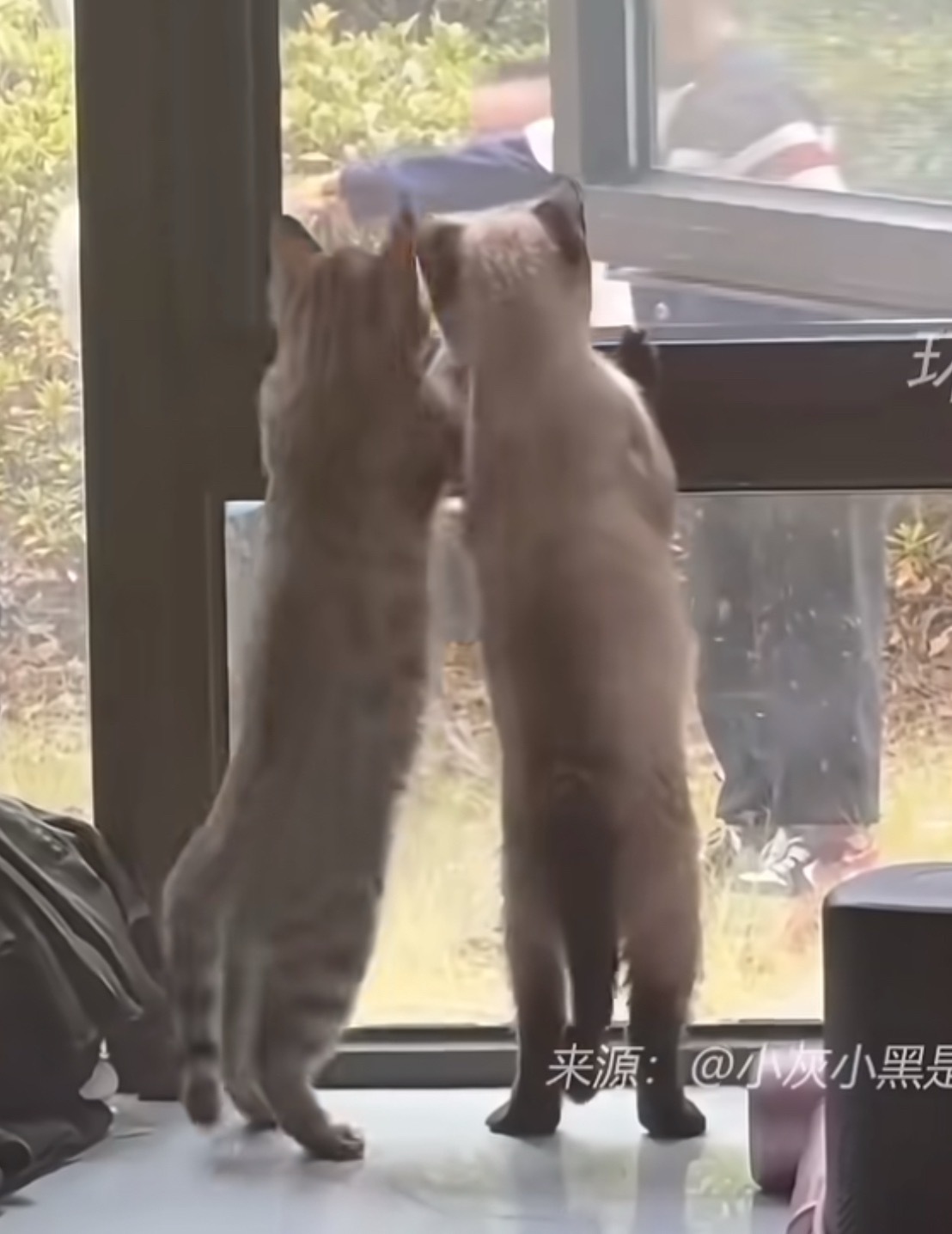 左航和兄弟伙这俩真的……好爱看热闹啊