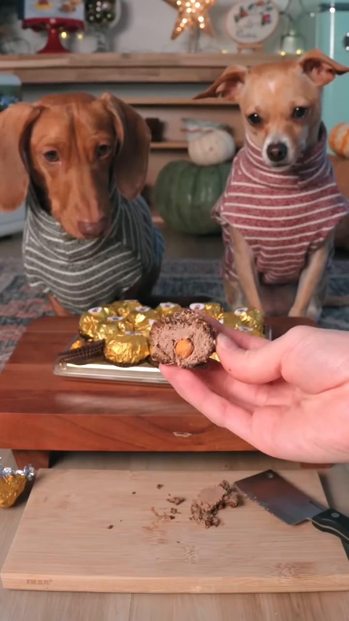 when your dogs want holiday chocolate to