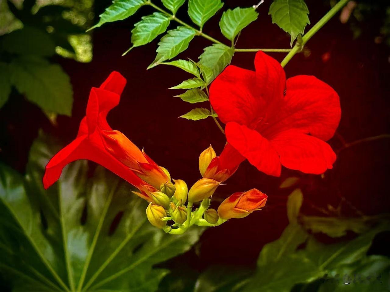 凌霄花辞
      （原创）


青青的藤蔓
缠住烟火的人间
在岁月的檐角
缓