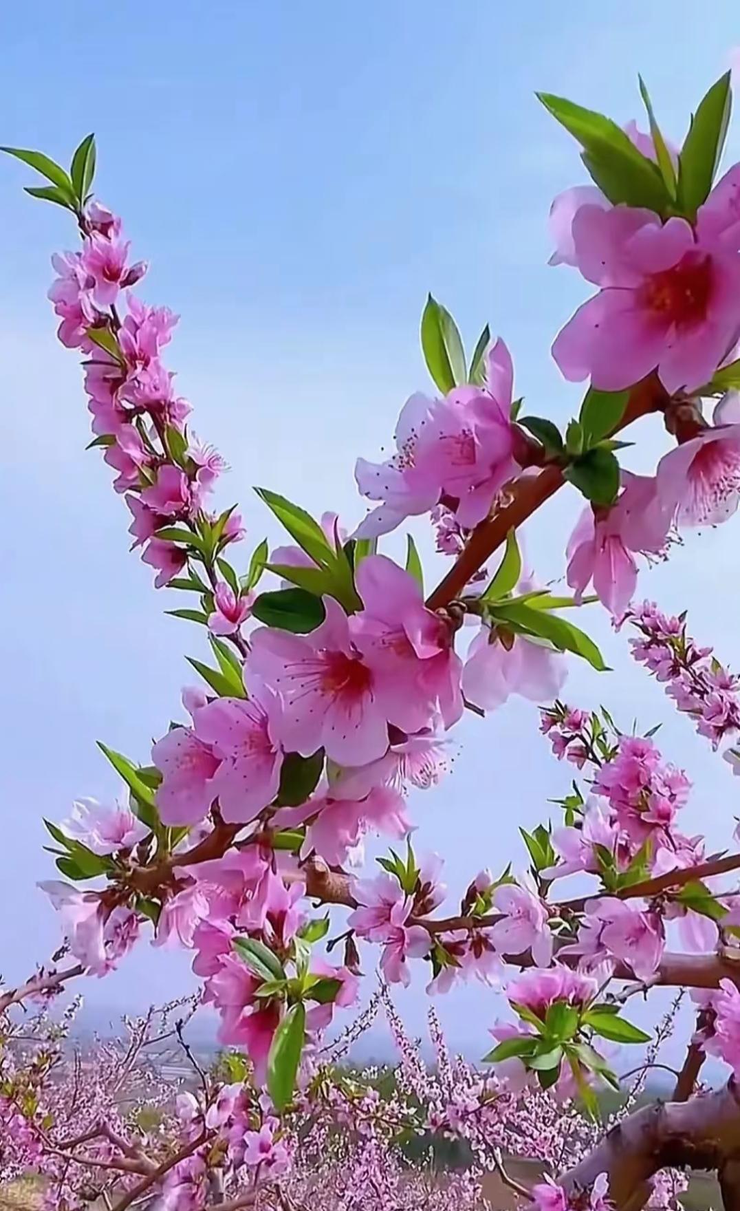 春分已至，燕归巢，柳依依，花争艳。愿你拥满怀春风，踏遍春日盛景，岁岁常伴繁花似锦