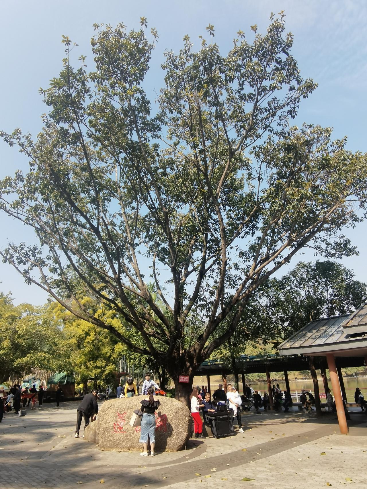 深圳福田莲花山公园、莲花湖，这里真接地气、接灵气。