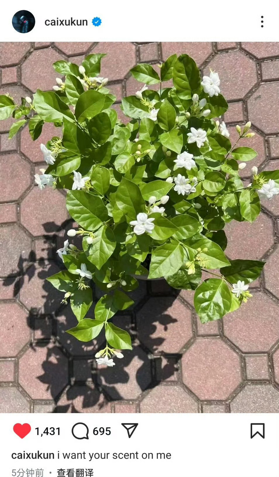 我感觉茉莉花会因为蔡徐坤发了一下价格会暴涨，你说我现在已经有三盆了，要不要再入手