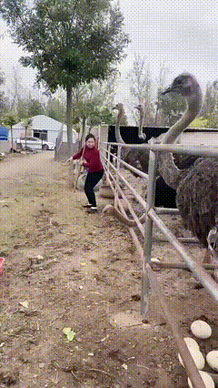 为偷几个蛋也拼了