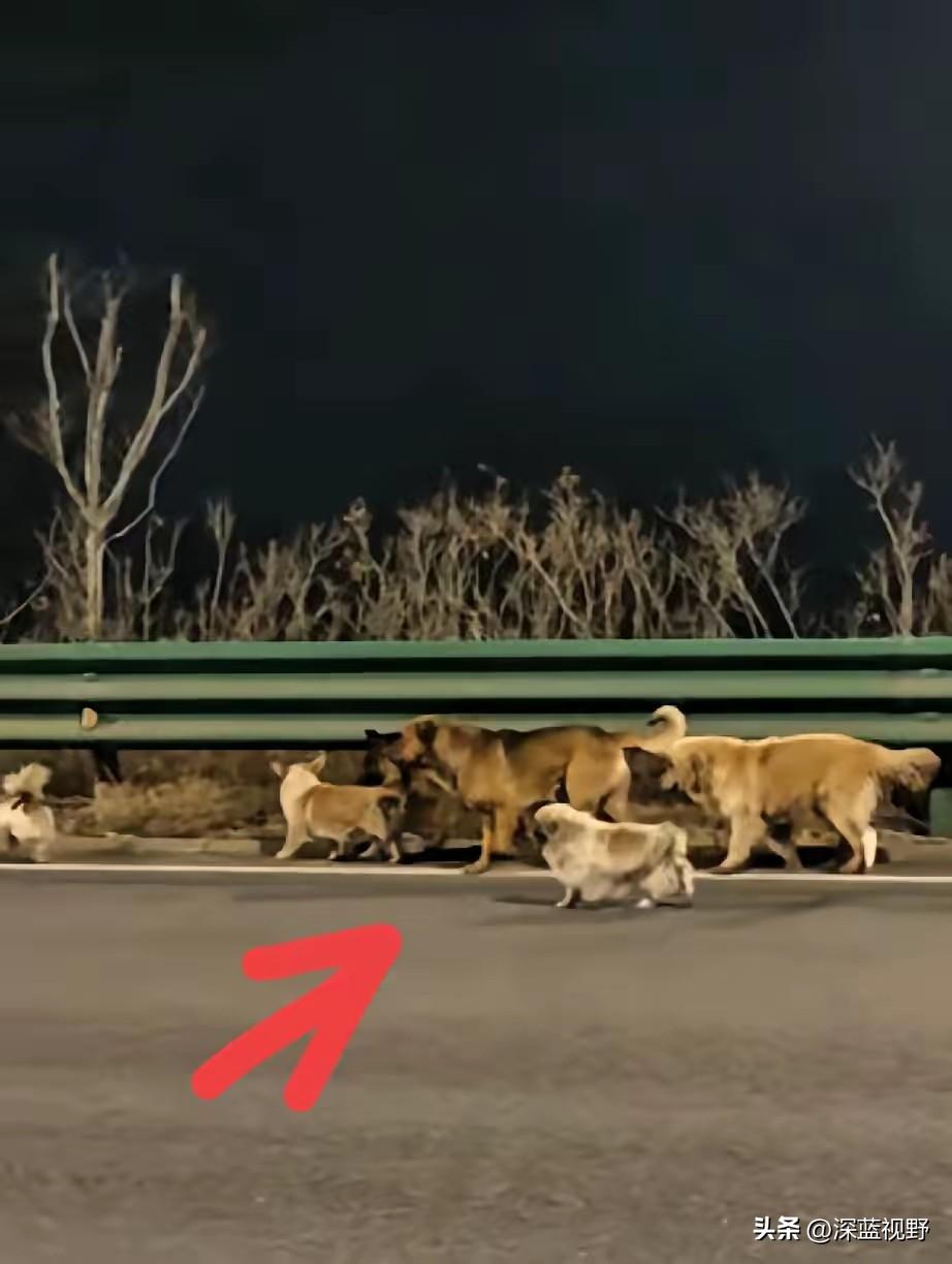 大半夜刷到这段视频，真的瞬间破防了。吉林长春长双快速路上，七只不同品种的狗狗结伴
