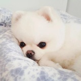 羊玩玩娱乐