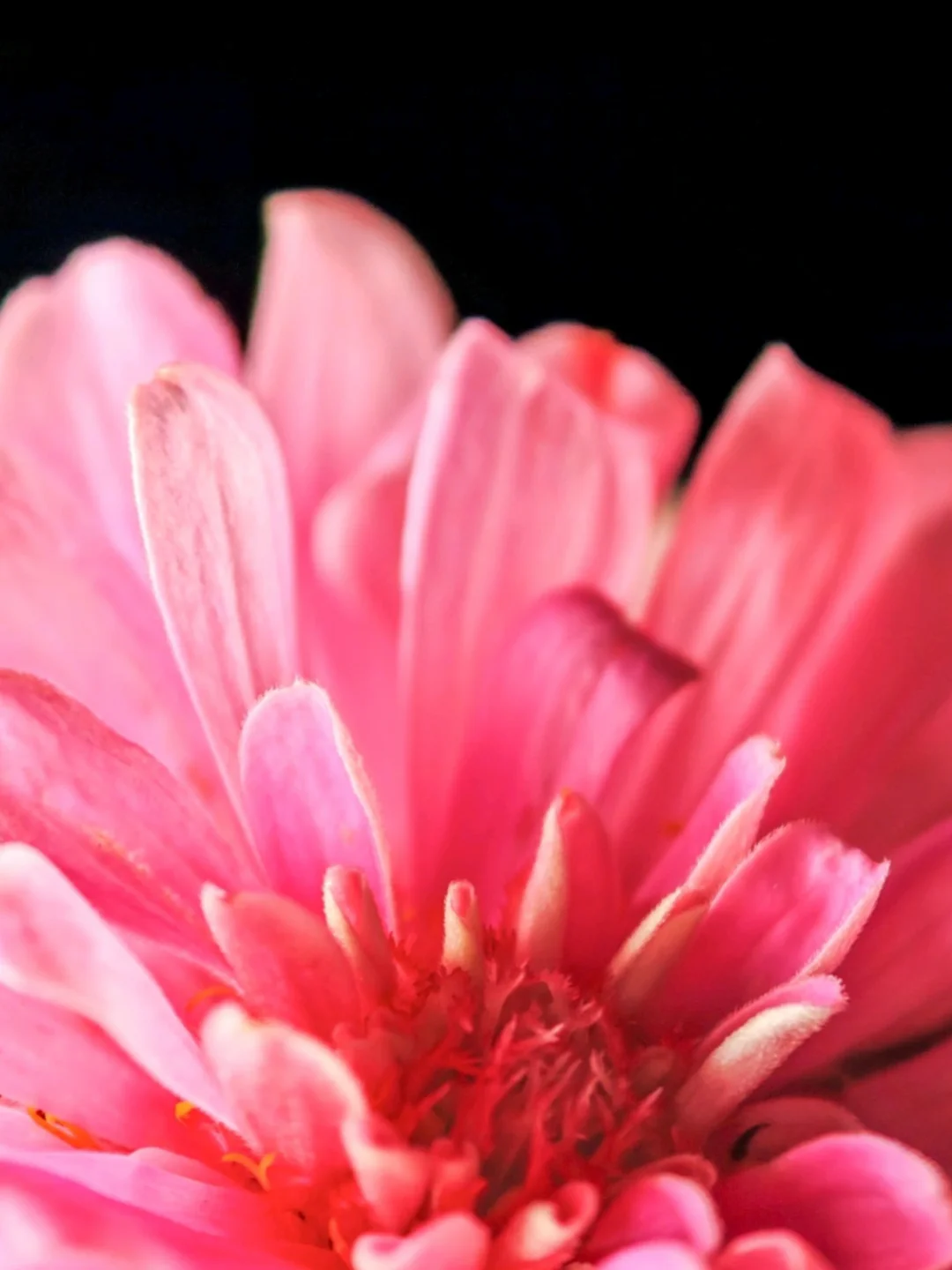 美丽小花