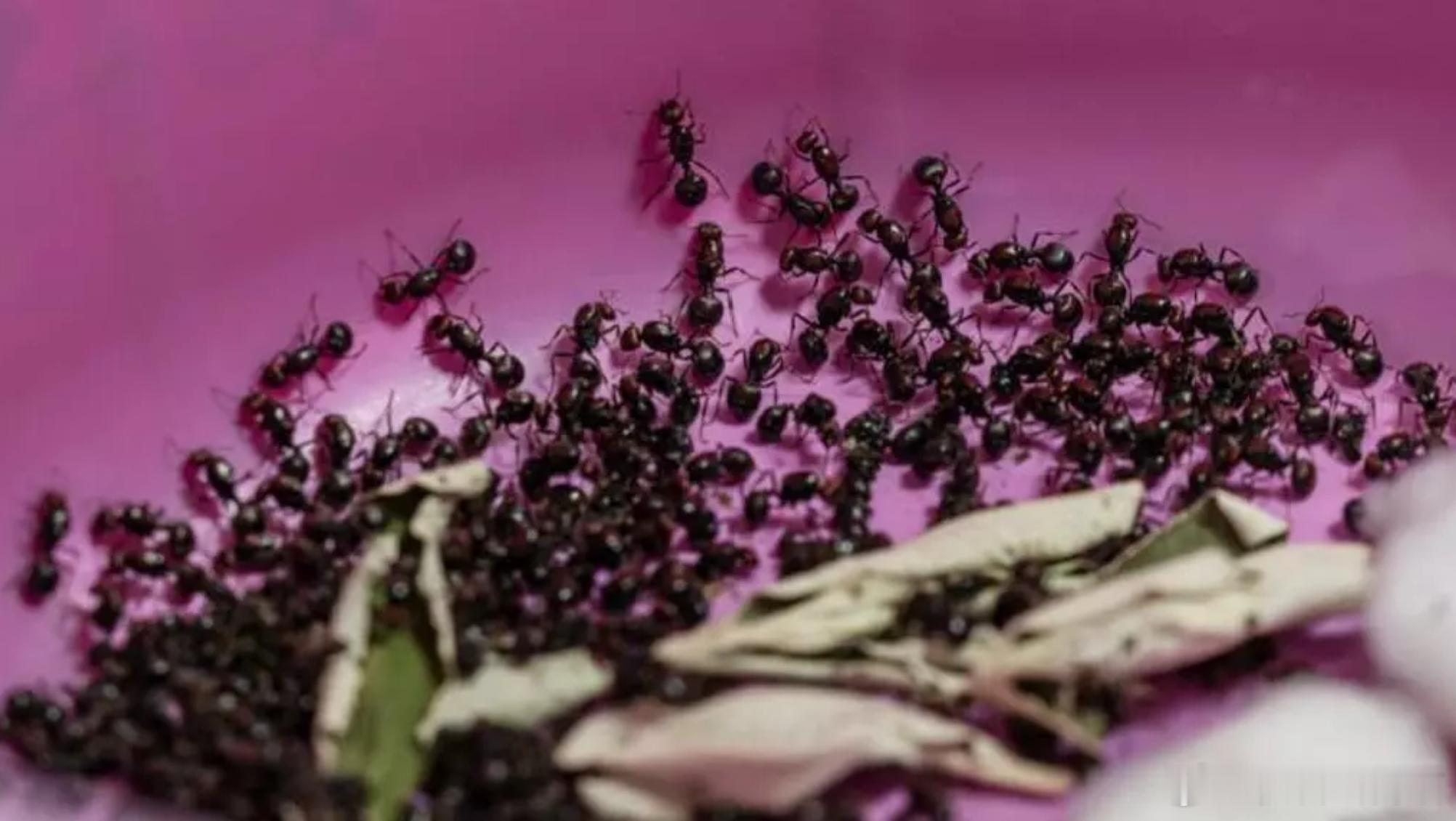 中国男子在肯尼亚因涉嫌走私约2000只蚂蚁被判罚款或监禁海外新鲜事 一名中国公民