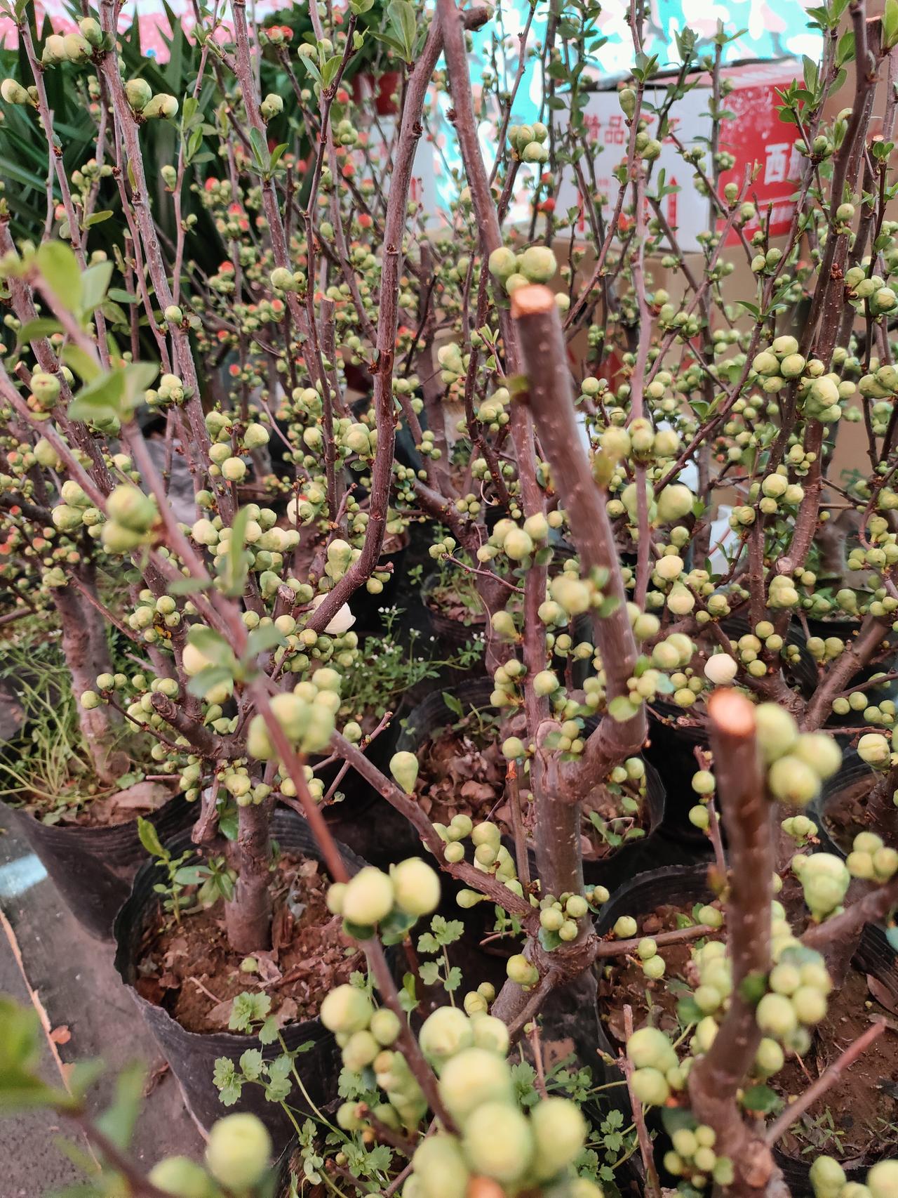 春天散步随拍满盆的花苞攒着劲儿，绿的、红的、粉的，把春天的期待都裹在枝桠间。等风