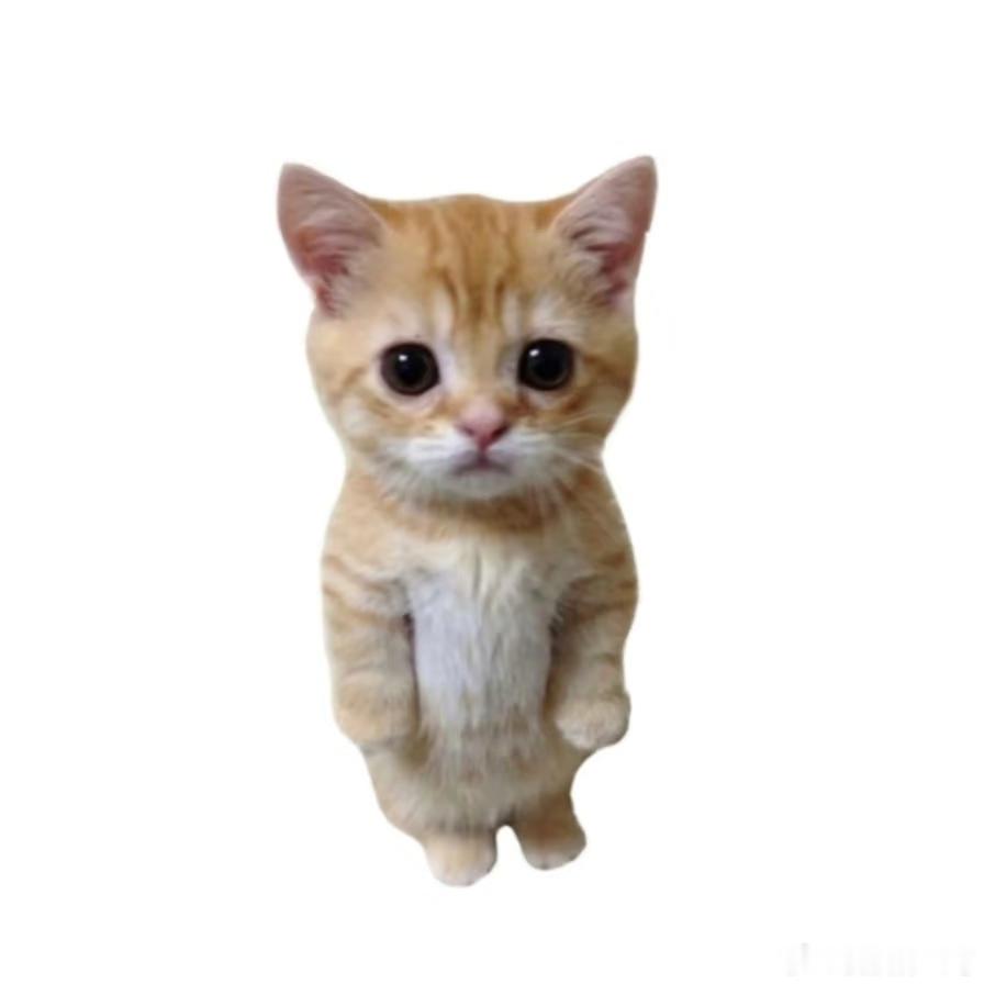 一猫一样！ 