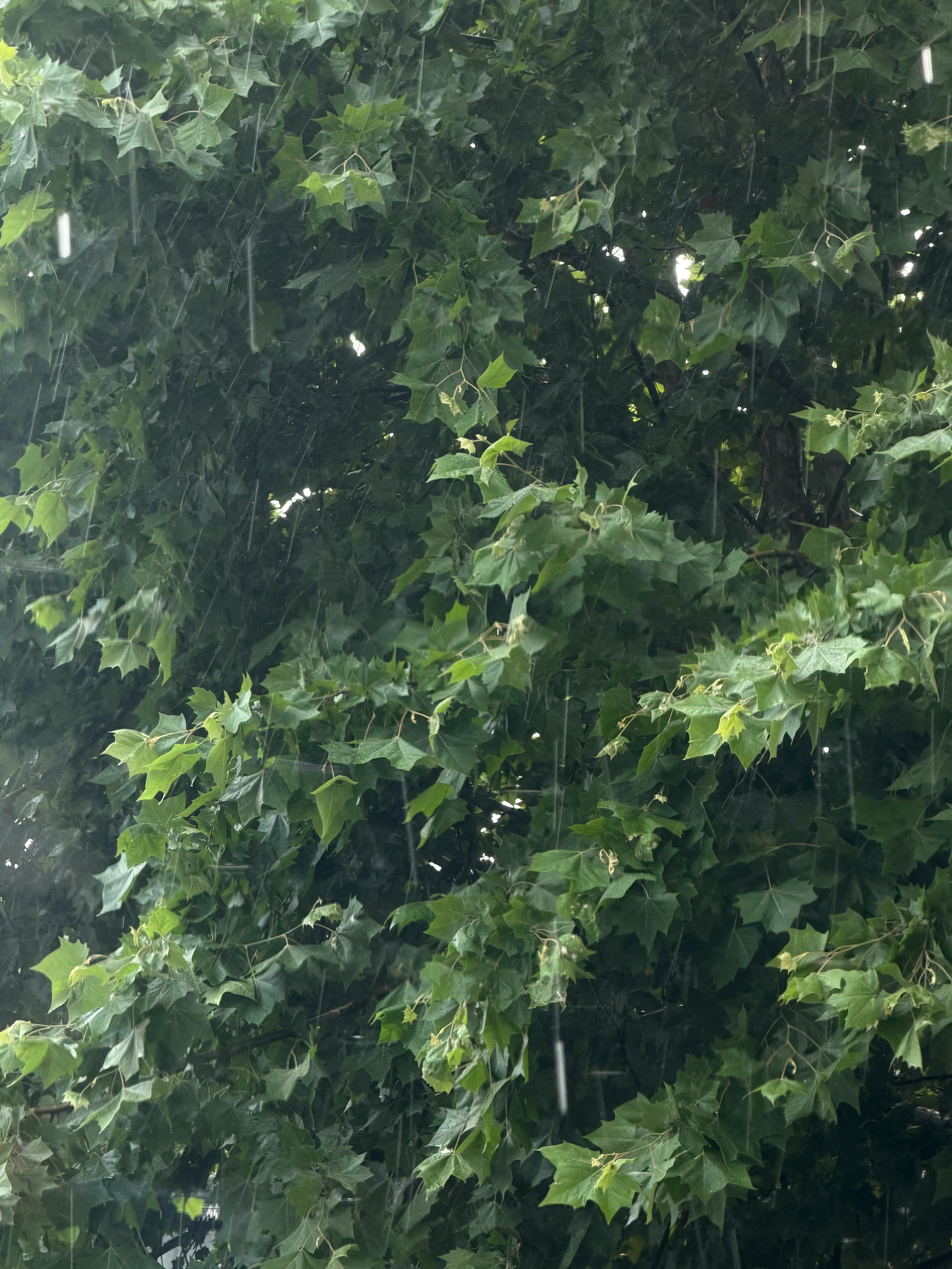天气预报：☁️现在突然下起了🌦️ 武汉