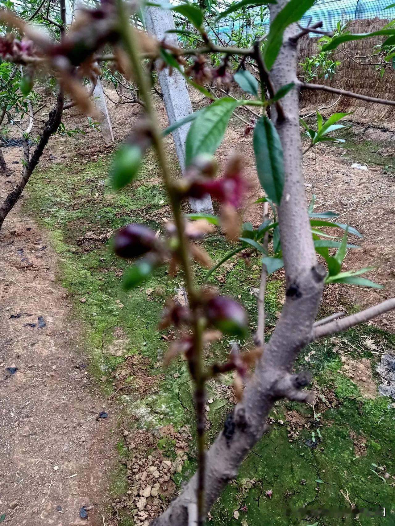 春日生活打卡季今年的大棚油桃坐果还行，不知道行情怎么样，不过精心管理应该有回报！