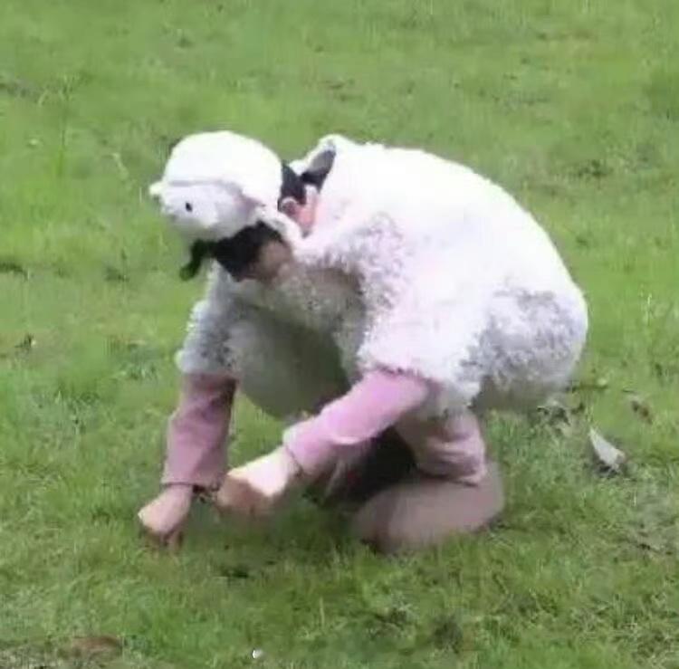 梁祯元  这是一只小萌羊 