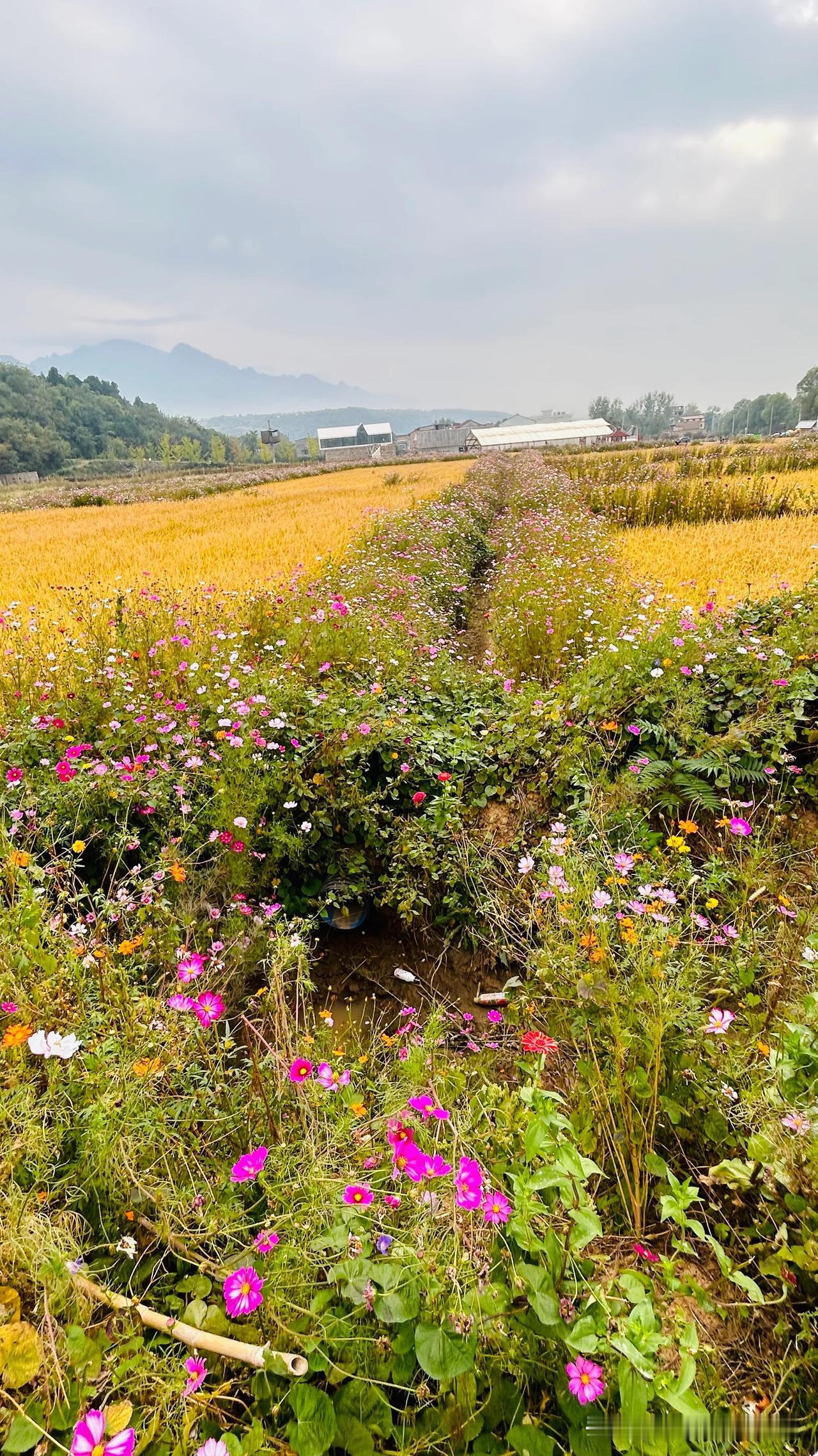 稻花香里说丰年#美丽秋花随拍# #手机随手拍秋花# #花海间风景优美#