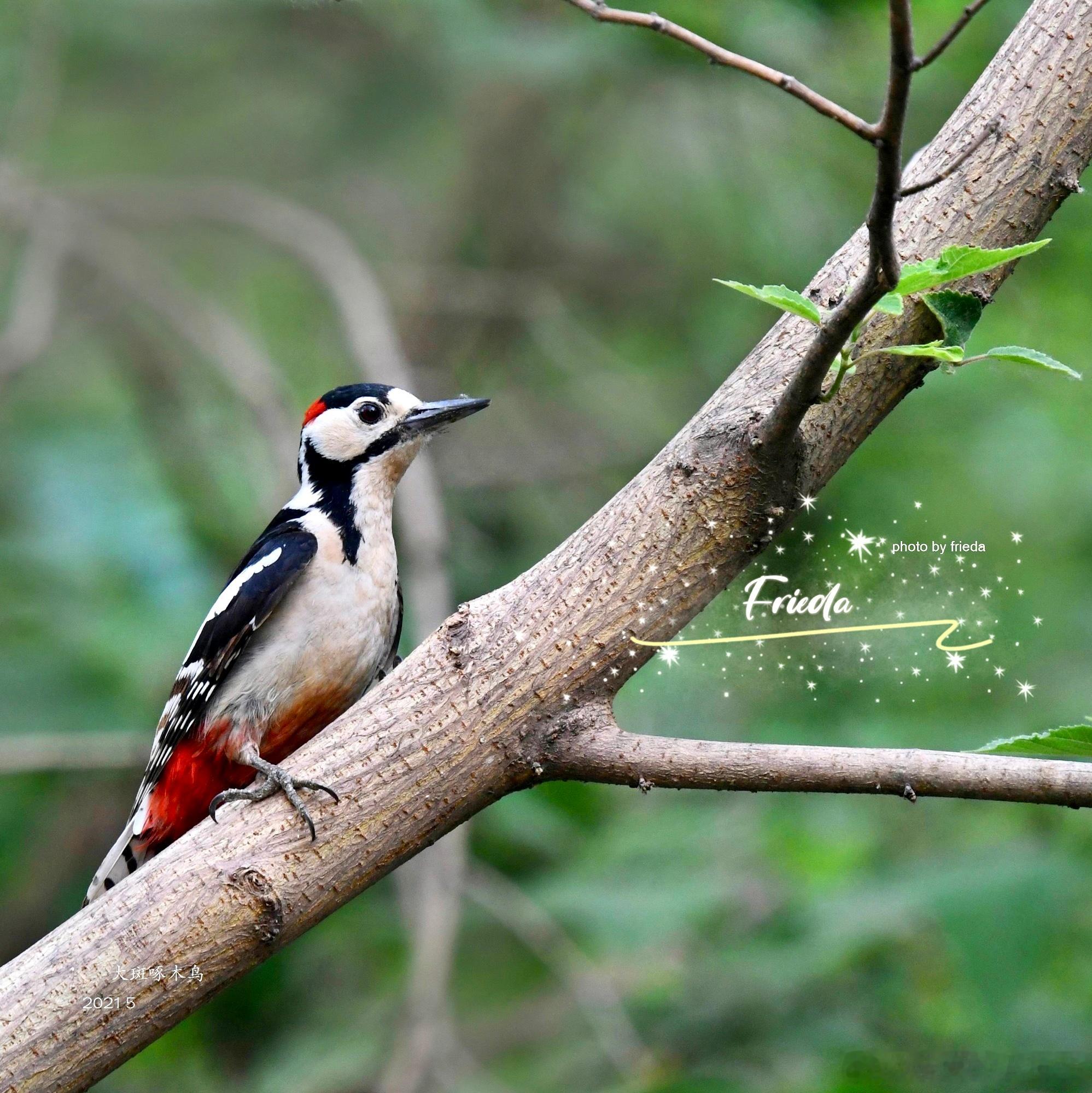 早上好！大斑啄木鸟Great Spotted Woodpecker 