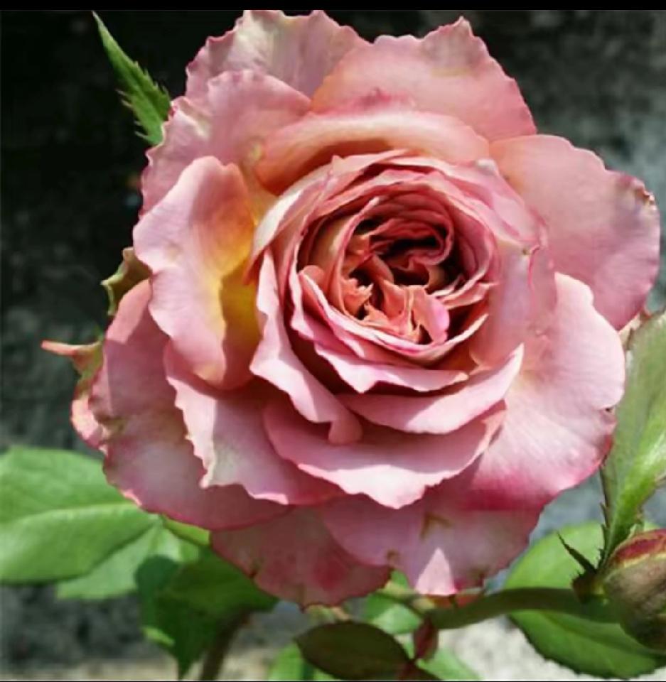 心狠点
儿子给我发来截图，打开一看，是他的微信余额，还有137元。接下来，给我发