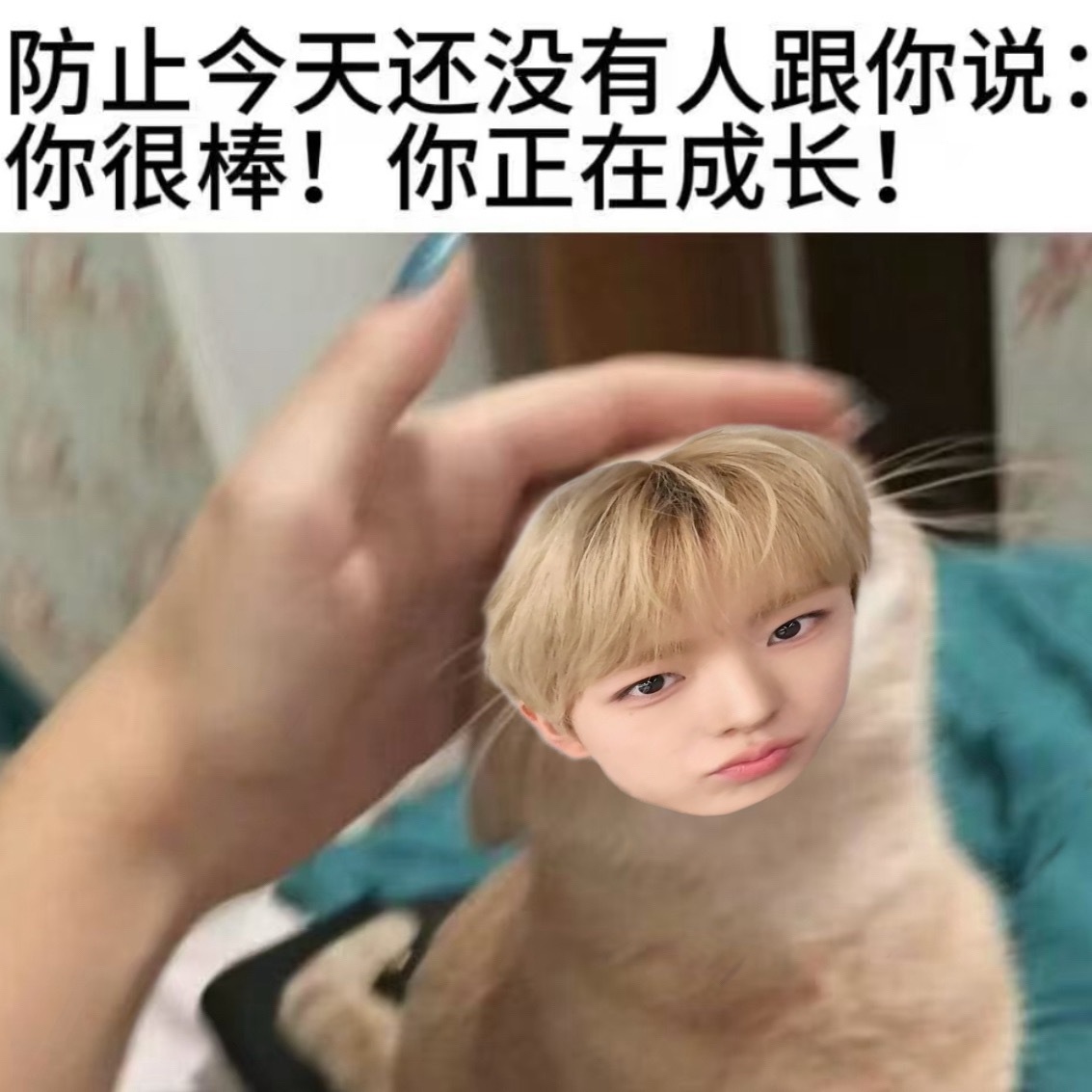 国际猫咪日快乐勇猪 一直做健康幸福的小咪⩌͈  ̫ ⩌͈ 