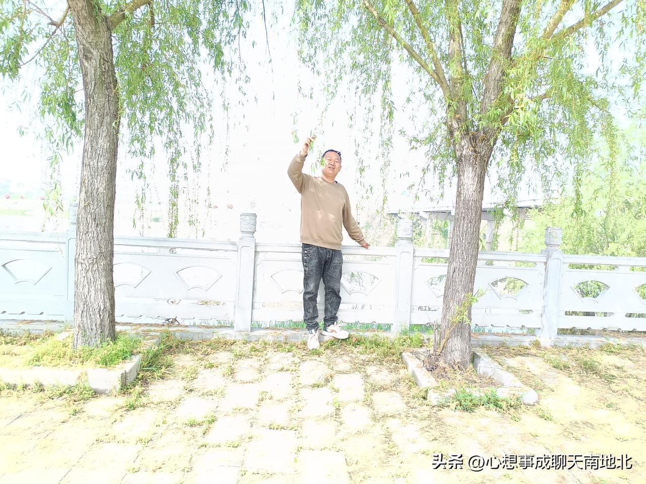 杨树开柳的季节，来到河边看杨柳。我站在河边，杨柳垂下万千丝绦，每一缕都是春天写给