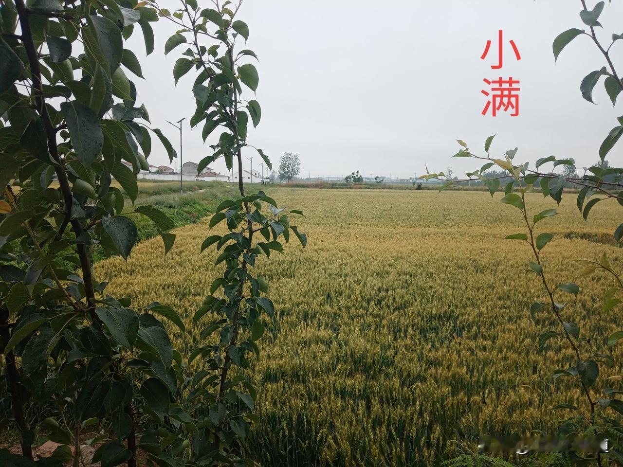 明日小满
有雨无雨，看小满
小满不满，无水洗碗
早小满江河满，晚小满干田坎
上午