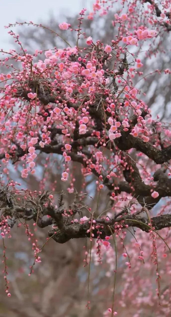 粉嫩樱花树，浪漫绽放在春日。🌸💕美景树花开 花开烂漫🌸