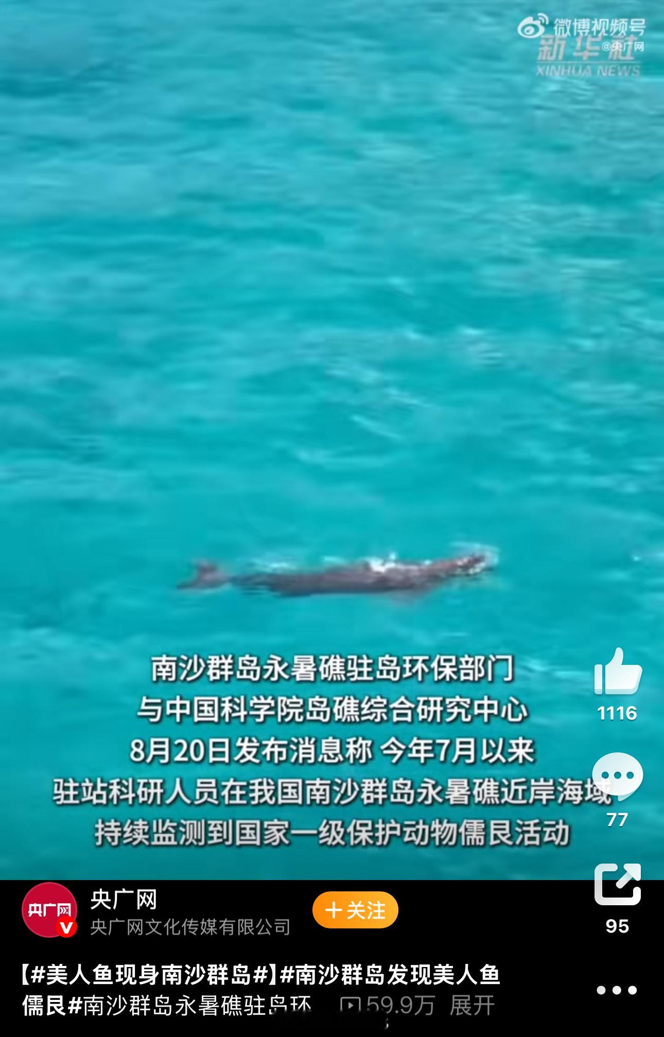 全球最古老海洋哺乳动物现身南海 也就是传说中“美人鱼”的原型——儒艮。这是海牛目