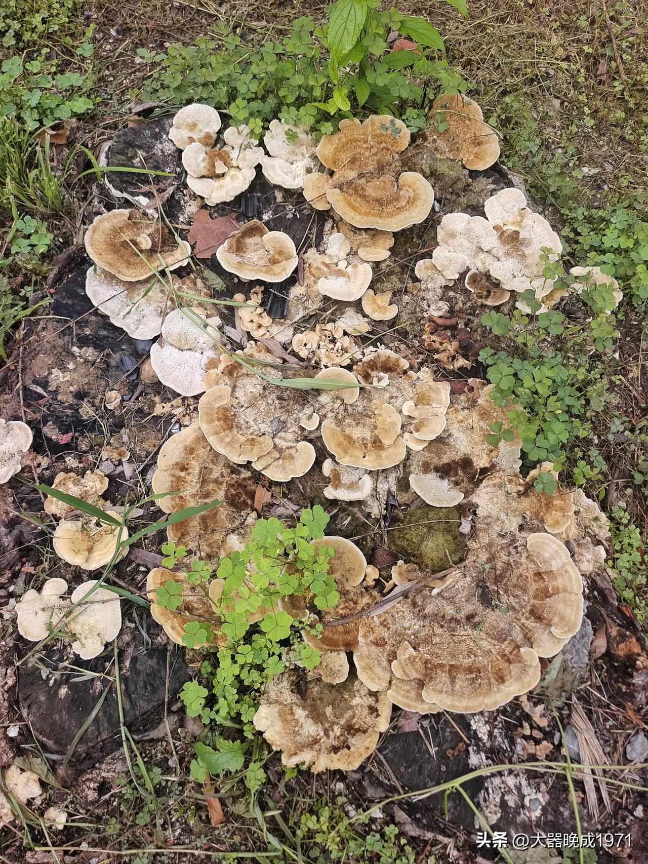 请问大家：长在树根上的灵芝有没有用途和价值❓❓❓❓❓❓

终生坚持作品原创的人