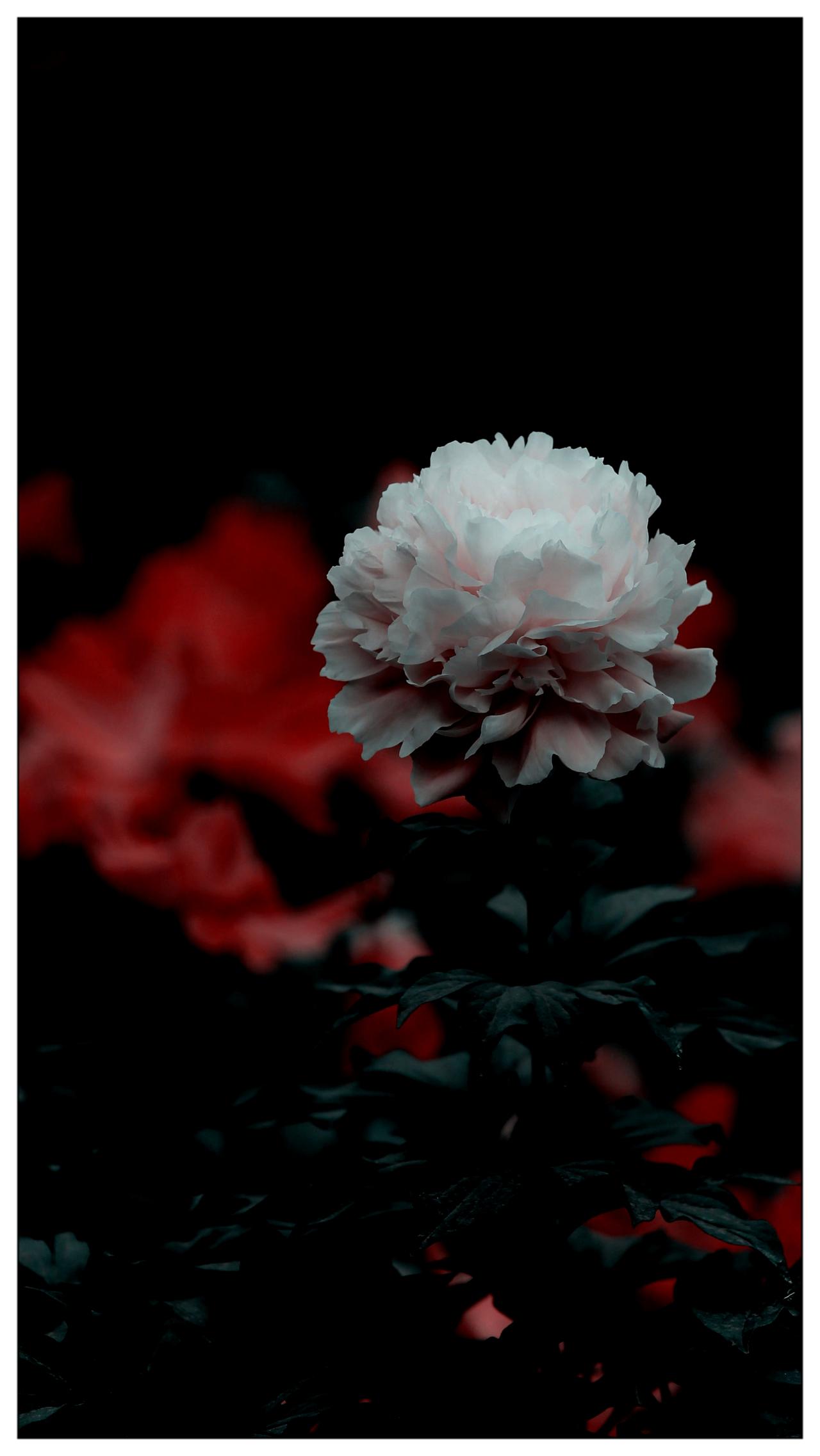 芍药花