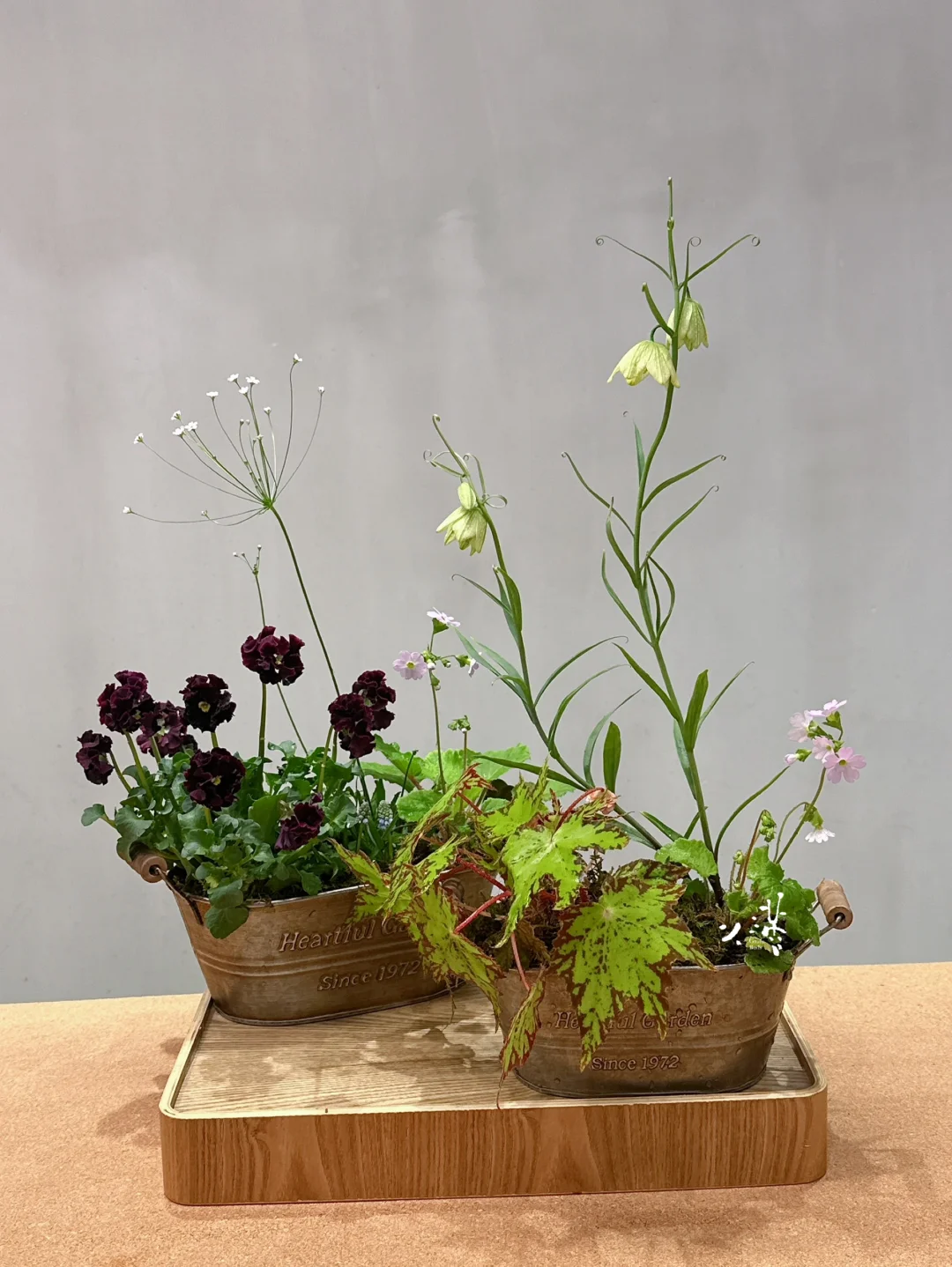 破土而生，春日球根植物组合盆栽🪴🐣