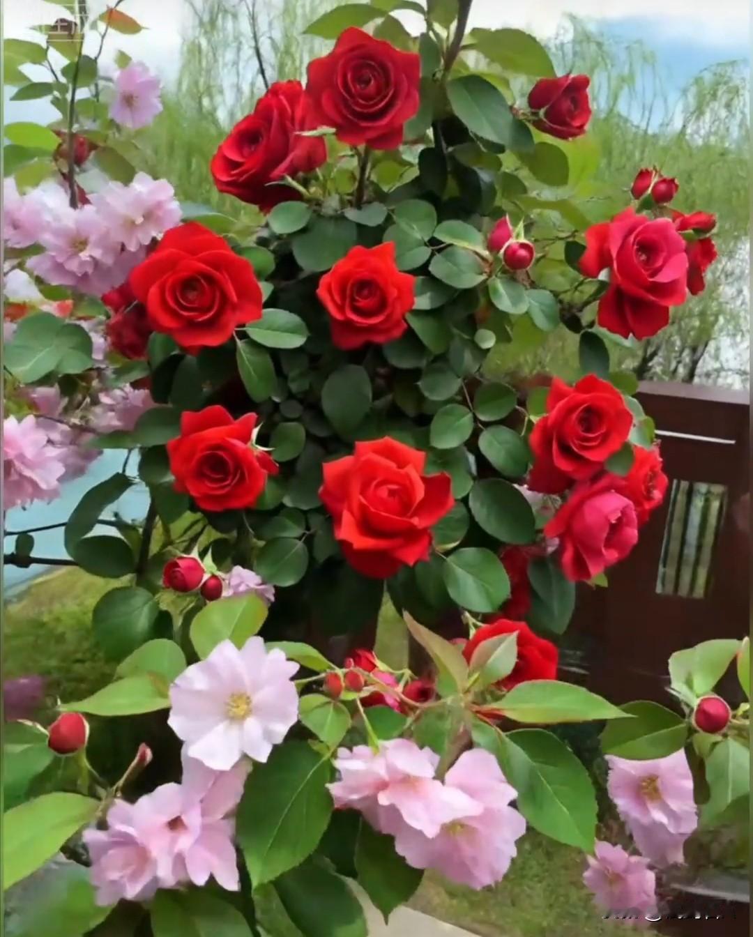 百花齐放春意融融，满园芬芳生机勃发，风光锦绣岁岁皆迎美好新程！