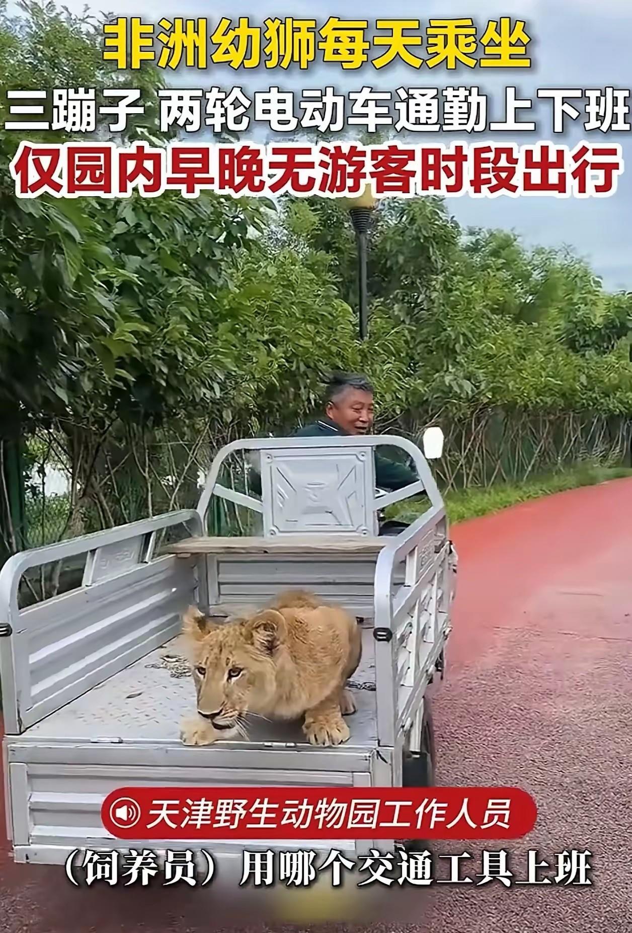 笑翻了！天津，动物园里的小狮子刚出生就和饲养员一起生活，久而久之混熟了，它反倒学