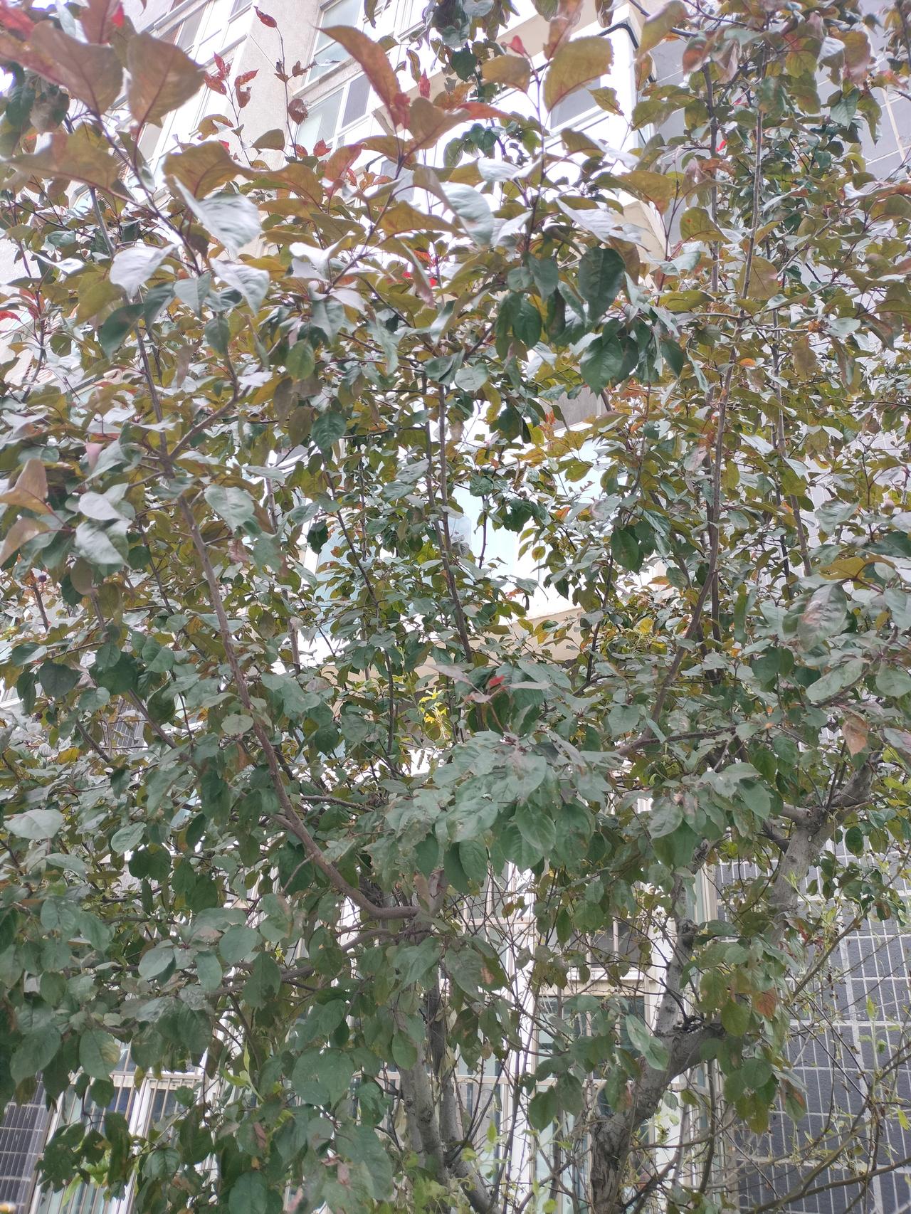 我和老公去樱花公园，转了半天也没有看到樱花。
感觉很纳闷，这不是号称樱花公园吗？
