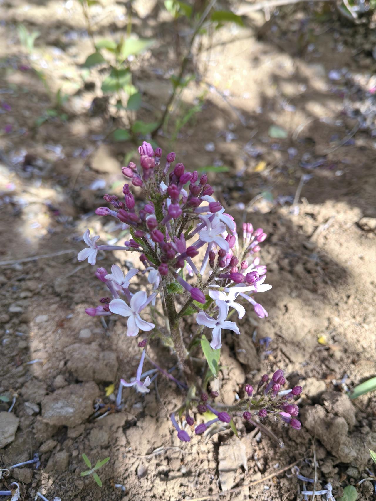 头条朋友们下午好，您见过这样的花吗？我原以为是谁把一枝丁香花撅下了插在地上的那，